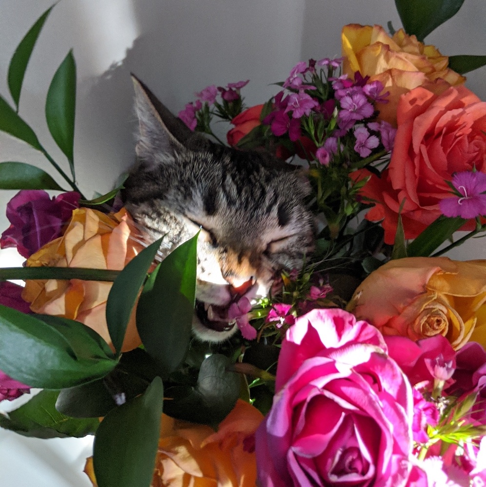 Meet your Posher, Timothy